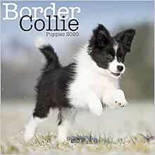 Border Collie Puppies Mini Square Wall Calendar 2020 9781785808173 Amazon Com Books
