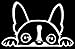 NI118 Boston Terrier Peeking Over 6