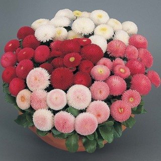 Creative Farmer Flower Seeds : Daisy Best Mix Seeds Winter Season Flower Plant Seeds Garden [Home Garden Seeds Eco Pack] Plant Seeds