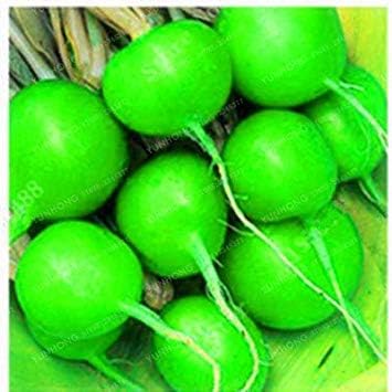. Rare Rainbow Colour Cherry Belle Radish 100% Real Delicious Vegetable Home Garden Plant Easy to Grow 50 Pcs: 11