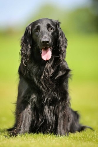 flat coated retriever cost