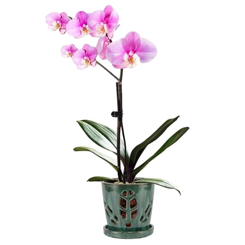 W W&w Orchid Pot Holes Saucer