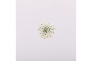 YUNZHI 100pcs/pack Ammi majus Natural Pressed Dried Flower for Resin Jewelry Making, Soap and Candle Making, Scrapbooking DIY (White)