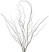 Green Floral Crafts Curly Willow Branches (Brown, 3-4 Feet)