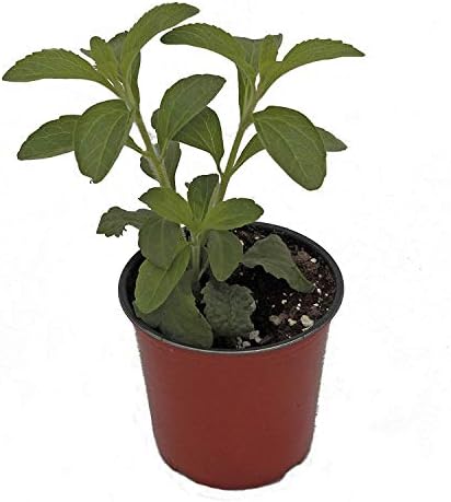 Stevia Herb Plant (Pack of 6)