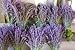 French Dried Lavender Flowers Bunch, Fragrant 100gr