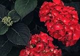 Hydrangea, Red Hydrangea Seeds - Treasuresbylee - 50