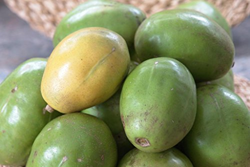 Heirloom Spondias Mombin - Hog Java Plum Makok - Rare Tropical Plant Tree Seeds (4 Seeds)
