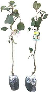 Amazon キウイ 香緑 メス トムリ オス 樹高80cm前後 受粉樹2本セット 落葉 苗 つる性 雄雌セット 植木