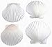 25 White Florida Scallop Shells (About 2