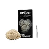 North Spore Grow Your Own Lion's Mane | Grow Mushrooms Indoors at Home | Vigorous and Productive Commercial Strain | Box with Sawdust Block Completely Colonized by Mushroom Mycelium