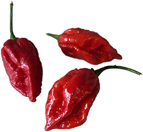 100 Naga Viper -Hot Pepper Seeds-
