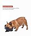 YMAXGO CeramicsTilted Single Food Feeding Bowl for French Bulldogs/Cats, Double Non-Slip Design (Black)