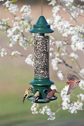1 Squirrel+Buster+Cardinal+Feeding+Capacity