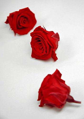 Preserved Roses Red 1in (12 roses)