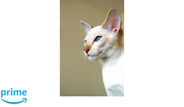 Flame Point Siamese Cat Journal 150 Page Lined Notebook Diary Cs