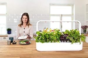 Emsa 3 Cápsulas Rúcula Click & Grow, Semillas apta para Smart ...