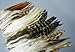 100+ Pcs Mixed Saddle & Coque Plumage Feathers 5-10 by FeatherStore.com
