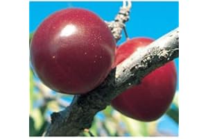 Scarlet Beauty Plum Tree - A Gift That Keeps Giving - Self Pollinating Live Fruit Plant Shipped 3 to 4 Feet Tall by DAS Farms (No California)