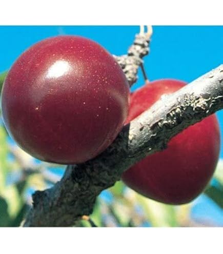 Ciruelo Autopolinizante