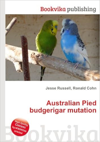 pied budgies for sale