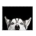 QH 50x80 Inch Husky Pattern Super Soft Throw Blanket for Bed Couch Sofa Lightweight Travelling Camping Throw Size for Kids Adults All Season