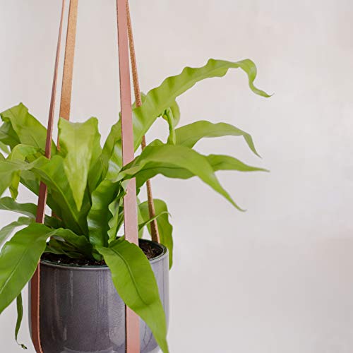 Plant Hanger | Hanging Planters for Indoor Plants | Adjustable Vegan Leather in Beige or Brown | Planter Holder for Pot or Basket to Hang from Wall (Mahogany Brown) - Thumbnail 7