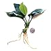 SubstrateSource Anubias Live Aquarium Plants - Potted Freshwater Plant for Fish Tanks, Terrariums - Beginner Friendly Low Light (Nana, 1 Pot)