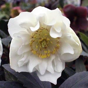 Amazon Co Jp ミヨシのクリスマスローズ ダブルファンタジー ポット苗 Diy 工具 ガーデン