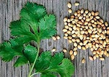Amazon Co Jp 発芽seeds 3g コリアンダーの種子100 ホーム キッチン