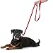 CBROSEY Itery Dog Leash Pet Durable Leash Strap for Puppy Pet Leash Rope 6-feet Long 1” Wide (Black)
