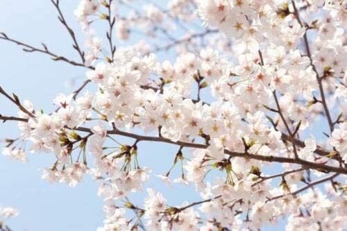 Akebono Flowering Cherry Tree bigv002