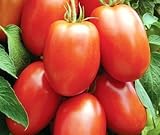 David's Garden Seeds Tomato Paste Roma DGSOM323 (Red) 100 Organic Heirloom Seeds