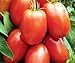 David's Garden Seeds Tomato Paste Roma DGSOM323 (Red) 100 Organic Heirloom Seeds