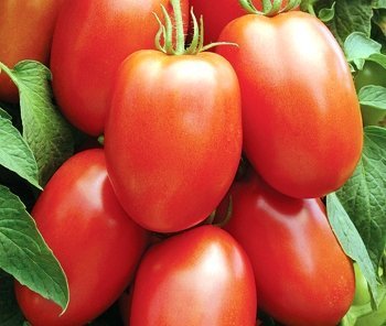 David's Garden Seeds Tomato Paste Roma DGSOM323 (Red) 100 Organic Heirloom Seeds David's Garden Seeds Tomato Paste Roma DGSOM323 (Red) 100 Organic Heirloom Seeds
