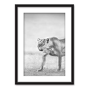 Framed Wall Art - Female Lion in Black White - Black Picture Frames White Matting - 23x31 inches