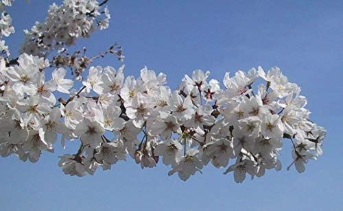 Yoshino Flowering Cherry Prunus Tree 2 Plants #BG01