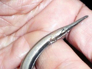 Amazon 熱帯魚 スポッテッド ガー ｓサイズ 名生園 こだわりの生体をお届けします 名生園 生体水草 通販