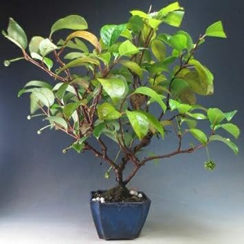 Amazon 盆栽 実付き ビナンカズラ 現品 ヴェールモア 観葉植物 通販