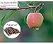William Craft Apple Sticks Pet Chew Toy Treats for Chinchilla Guinea Pigs Rabbits Squirrel Hamster Bunny
