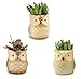 Weierken Mini 6PCS Owl Pot Ceramic Flowing Glaze Base Serial Set Succulent Plant Pot Cactus Plant Pot Valentine's Day Container Planter Bonsai Pots with A Hole, Christmas