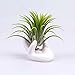 Air Plant Holder Tillandsia Pots for Plants Display Hand Racks ,White Ceramic ,Set of 2