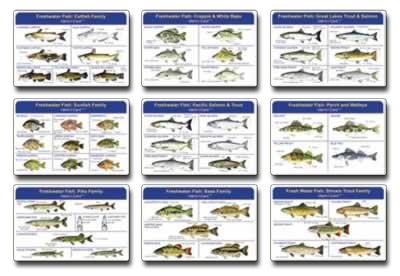 Fish-Ident-I-Cards-Set-of-9-Freshwater-Fish-Identification-Cards Fish-Ident-I-Cards-Set-of-9-Freshwater-Fish-Identification-Cards