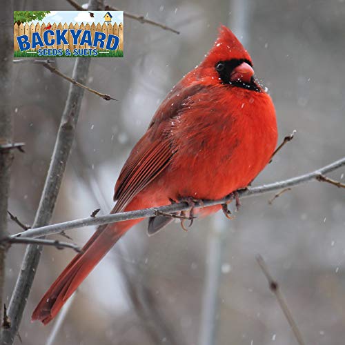 Backyard Seeds Safflower Bird Seed for Cardinals (20 Pounds) Pricepulse
