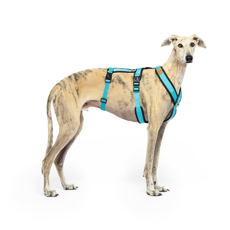 Anti-Pull 3-Point Anti-Escape Harness - Ideal for Lebreles: Italian Greyhound, Whippet, Greyhound, Podenco - Safe, Breathable and Durable Walking, Training and Running - Sky Blue, XS — image 1