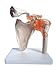 Anatomy Model of Human Shoulder Joint Bones Anatomical Joint Models for Teaching Life Size - with Rotator Cuff Shoulder