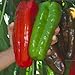 Clovers Garden Giant Marconi Pepper Plant- Two (2) Live Plants – Not Seeds – in 3.5 Inch Pots