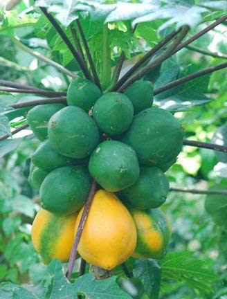 Golden Hills Farm Red Lady Dwarf Papaya F1 Hybrid Big Fruit Seed (Gold Yellow) -Set of 50 Seeds