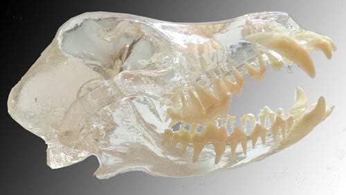 Dog Skull Anatomy Model