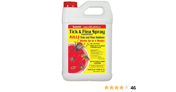 wire fox terrier dog